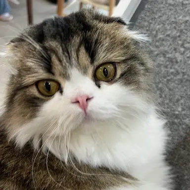 Profile image of 허니 올림픽