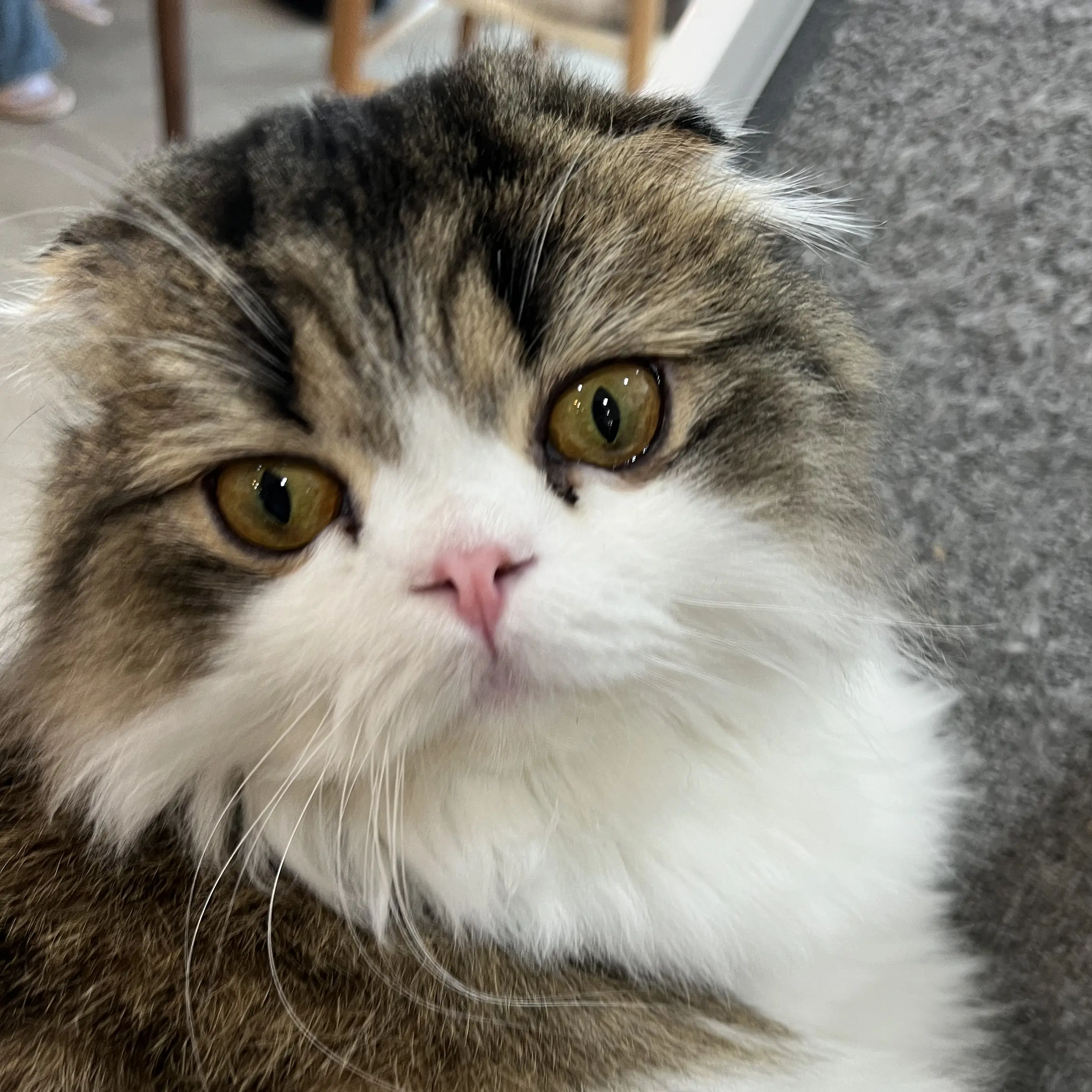 FreshReel8858의 허니 올림픽