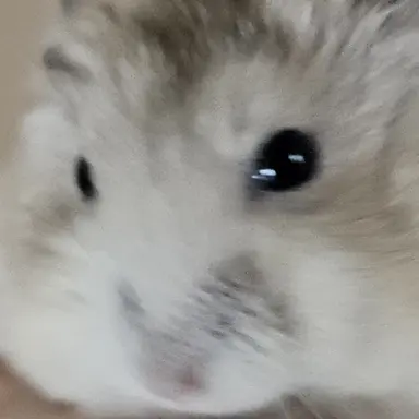 Profile image of 곽곽오리