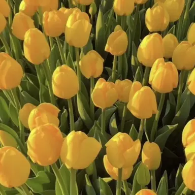 Profile image of 각별