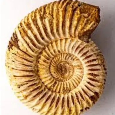 Profile image of Shelly