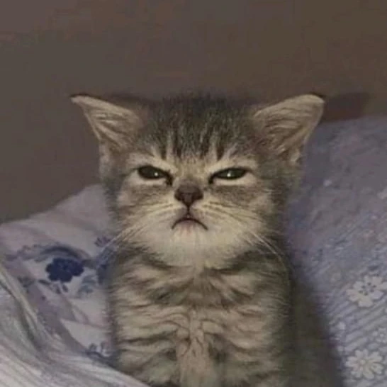 고양이