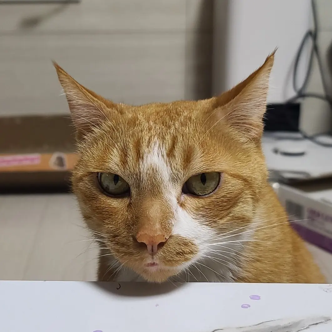 TacitLlama0473의 고양이 키우기!