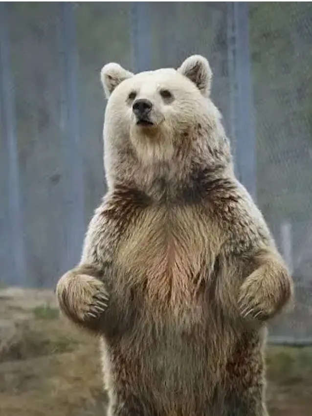 SaltyWool0798의 곰과 함께 사는 아이