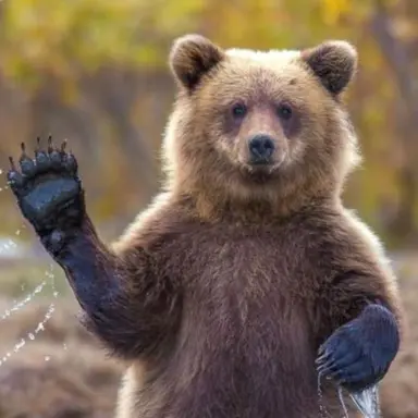 Profile image of 곰