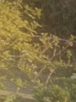 SkyBlue8150341의 MAZZELにぶりっ子…？？