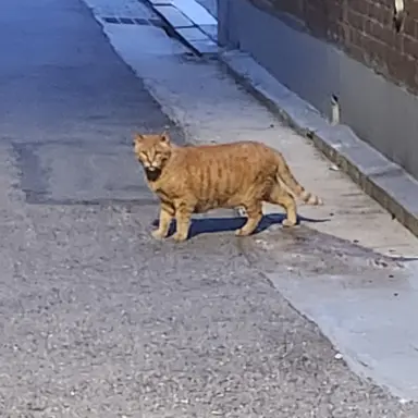 Profile image of 백현