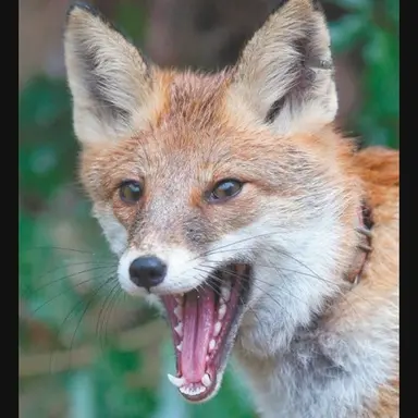 Profile image of 여우