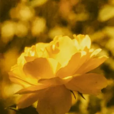 Profile image of 쪼만