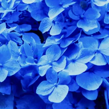 Profile image of 파이브