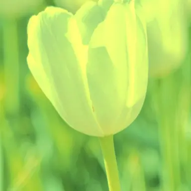 Profile image of 예엥