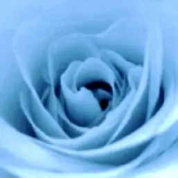 Profile image of 티푸