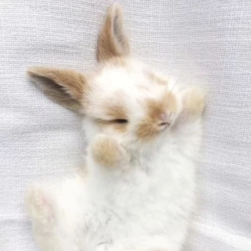 신유나