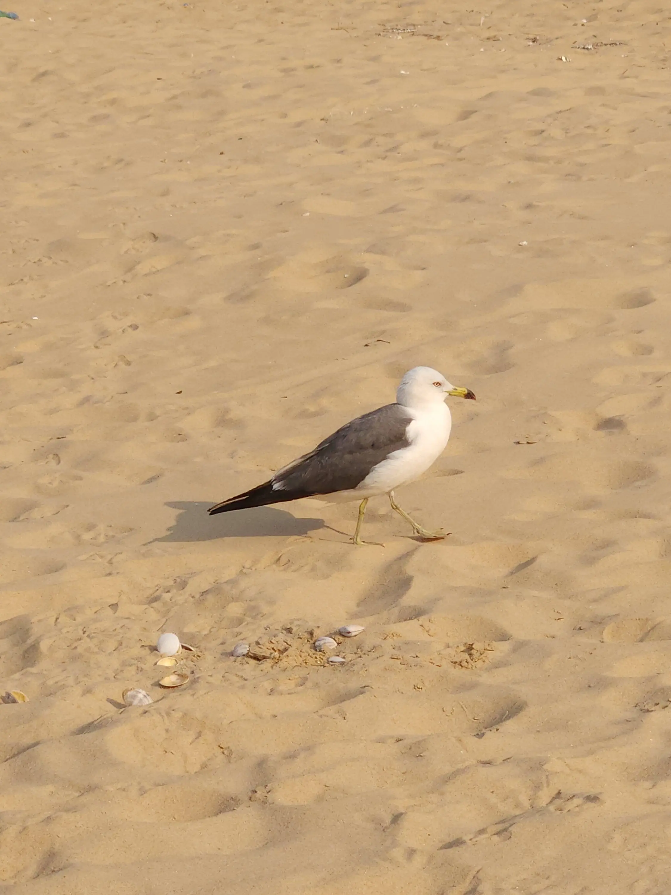 KlUTzEbird0000의 바다. 또 보았다