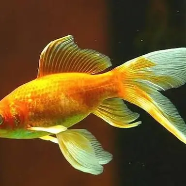 Profile image of 여우