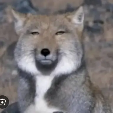 Profile image of 여우