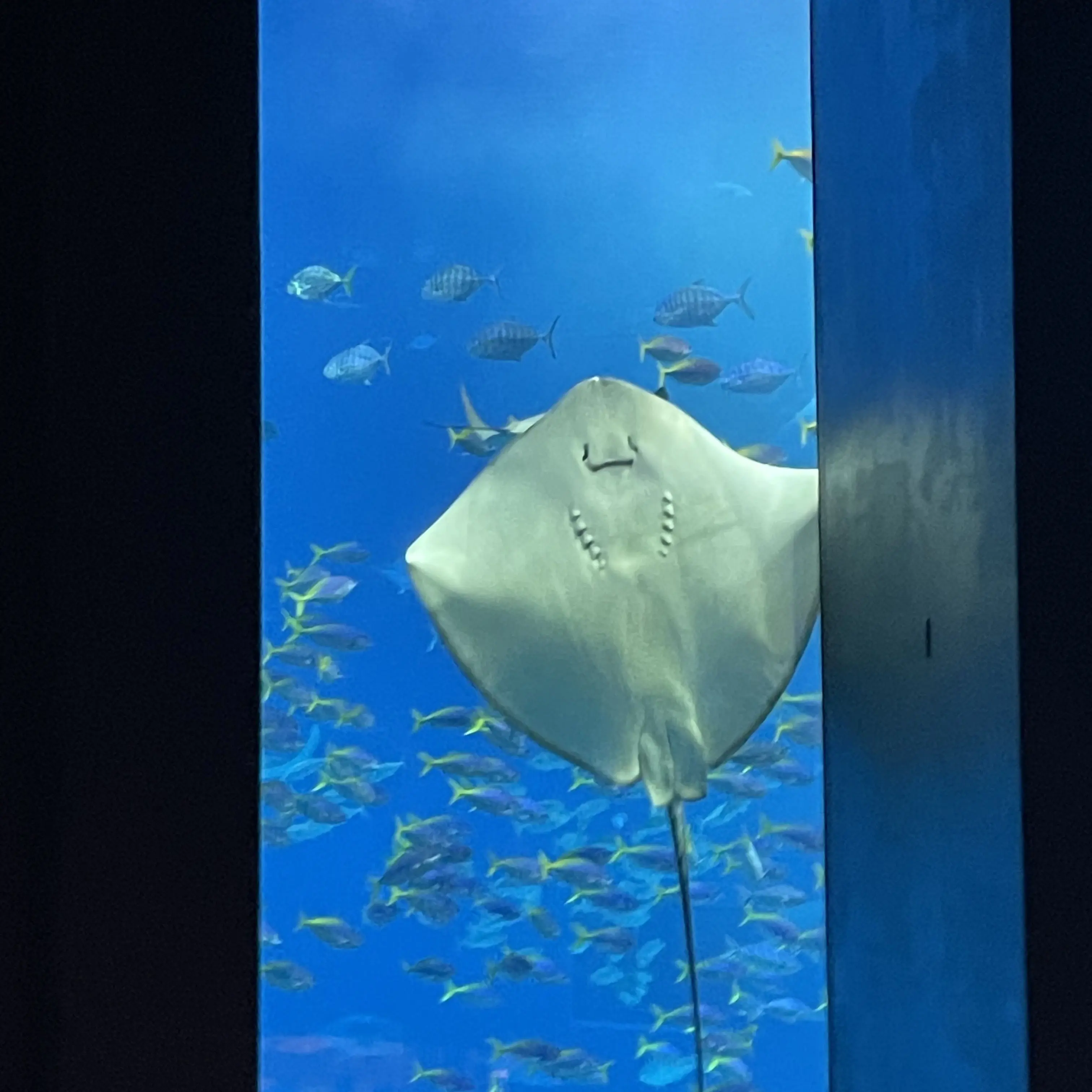 PurelyDiver7116의 이상혁의 여자친구