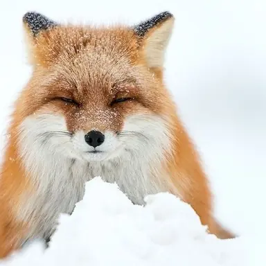 Profile image of ヨウ
