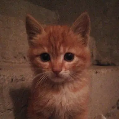 Profile image of キム・ダヒョン