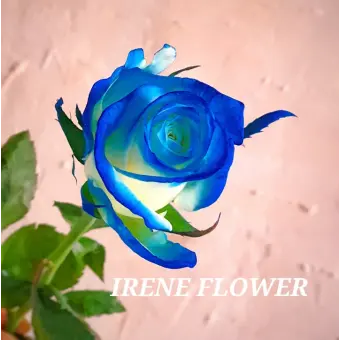 Profile image of 벨키