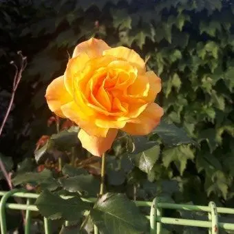 Profile image of 준브레드
