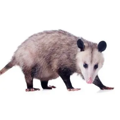 Profile image of オポッサム
