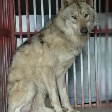 Profile image of Wolf