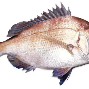 Profile image of 늑대