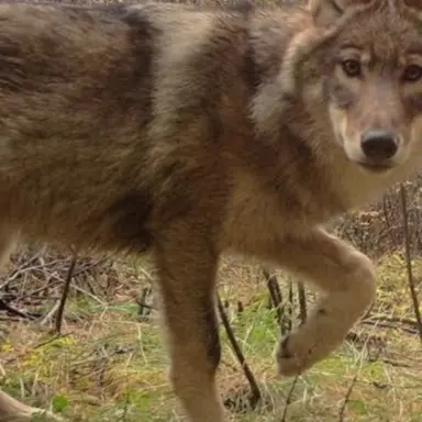 Profile image of 늑대