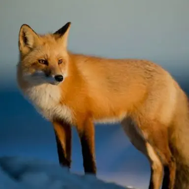 Profile image of 여우