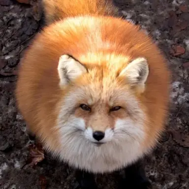 Profile image of 여우