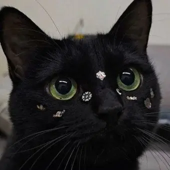 Wctdehxhf의 말썽꾸러기 고먐미를 키워보세요!