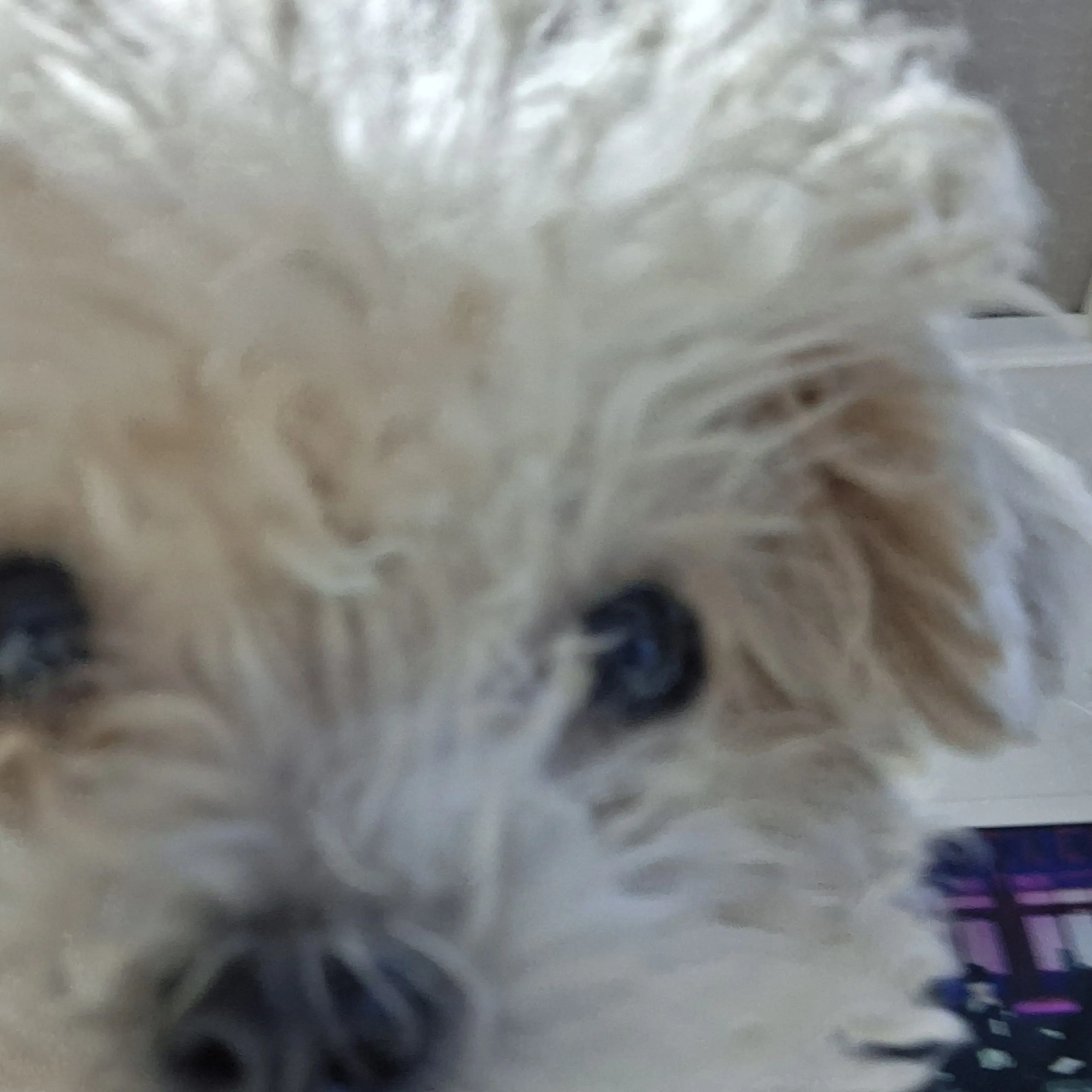 DaftlySleep4243의 주인장 강아지 아기 강아지 도리🐶