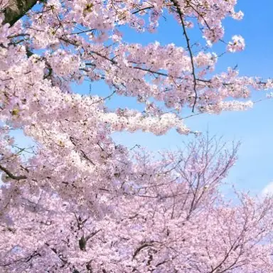 Profile image of 相棒