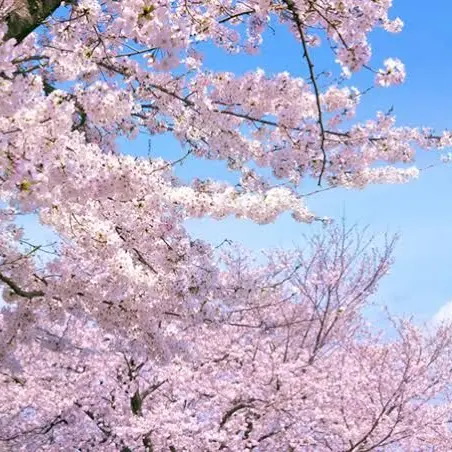 nanigakaitearutoomotta의 政府