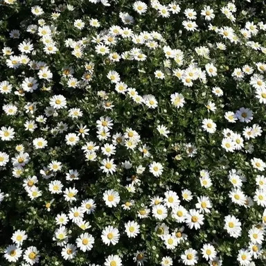 Profile image of Omegaverse RP