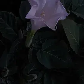 SicklyHorse1034의 Jasper Dalmatian