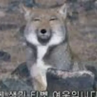 Profile image of 여우