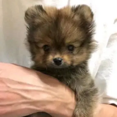 Profile image of 동곰이