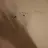 탄지로일행_여우