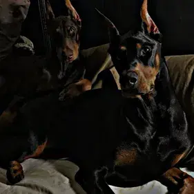 LemonyFence6494의 Cod-Hybird Team