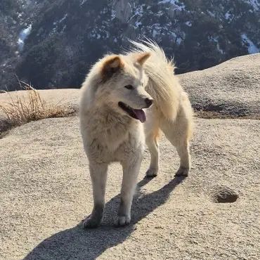 BadRoad0981의 들개무리