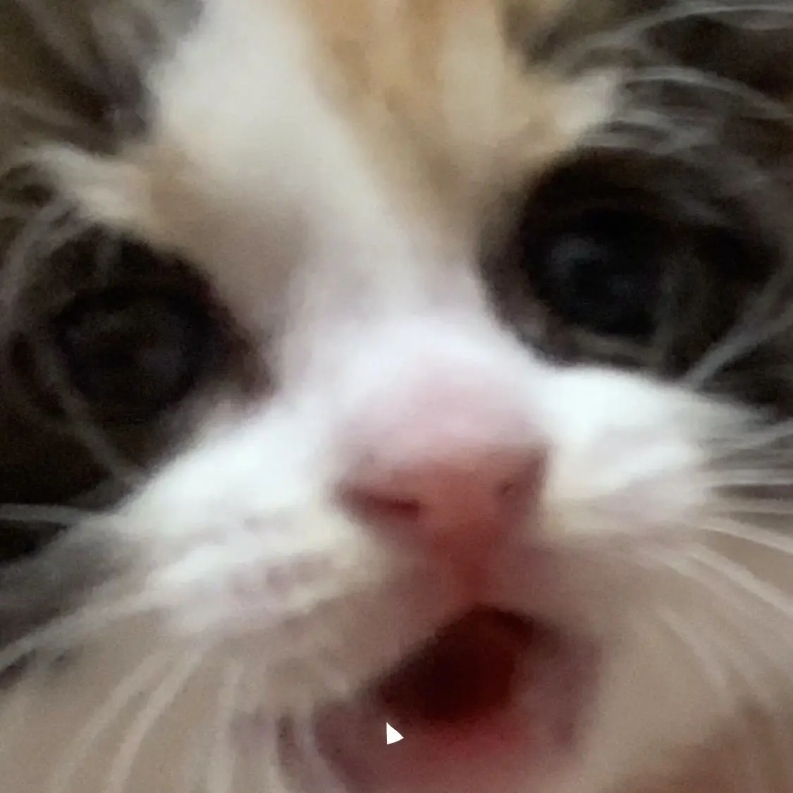 Redx1000의 쉐도우밀크 체육창고