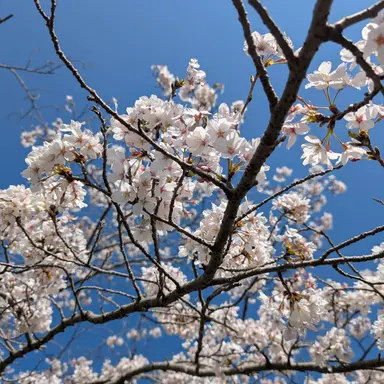 Profile image of にゃぽん