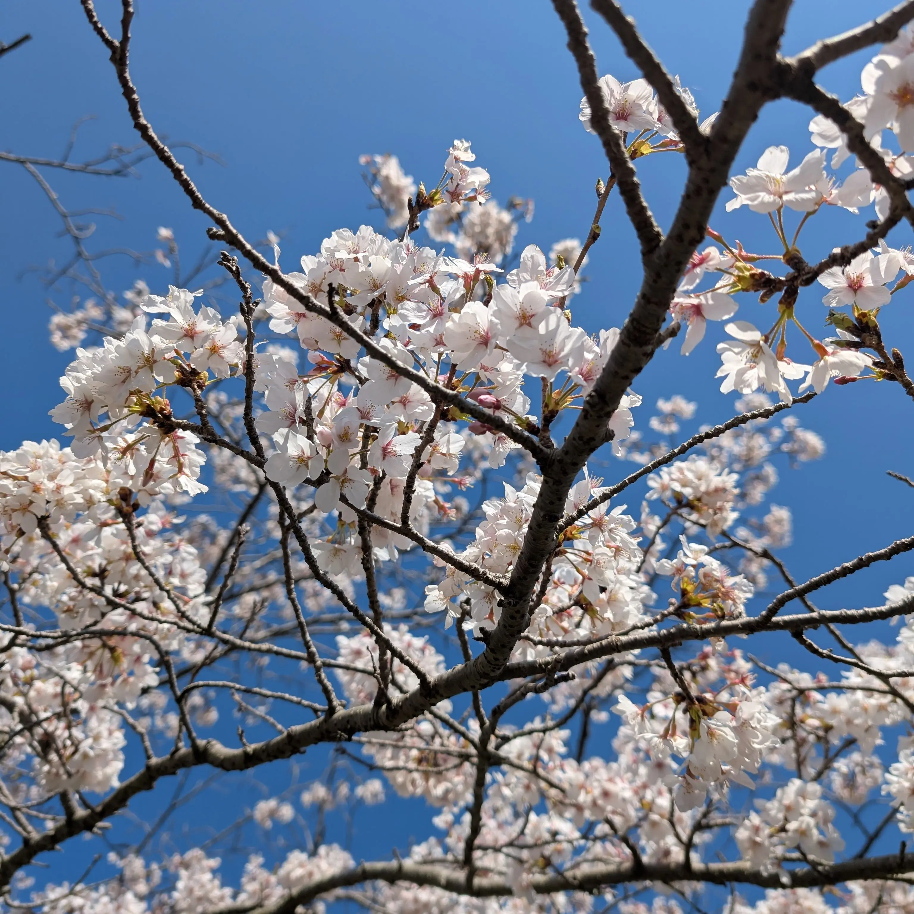 naetanae3995의 桜の咲く頃君を思ふ（自分用）