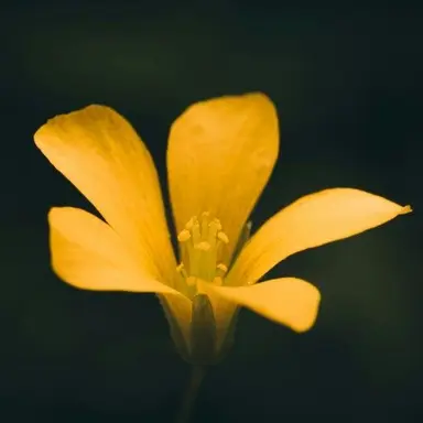 Profile image of 김각별