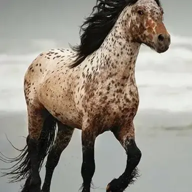 Profile image of Horse Breeding