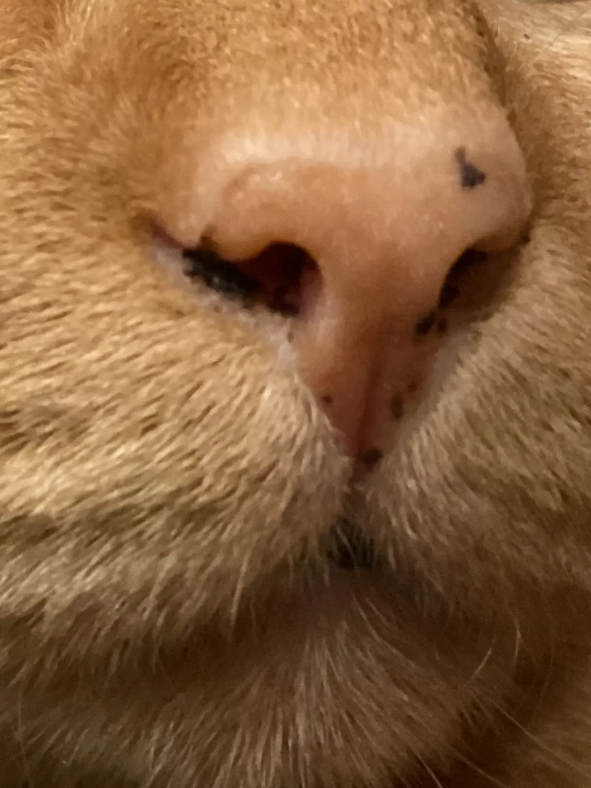 Ai_429의 ど変態日帝