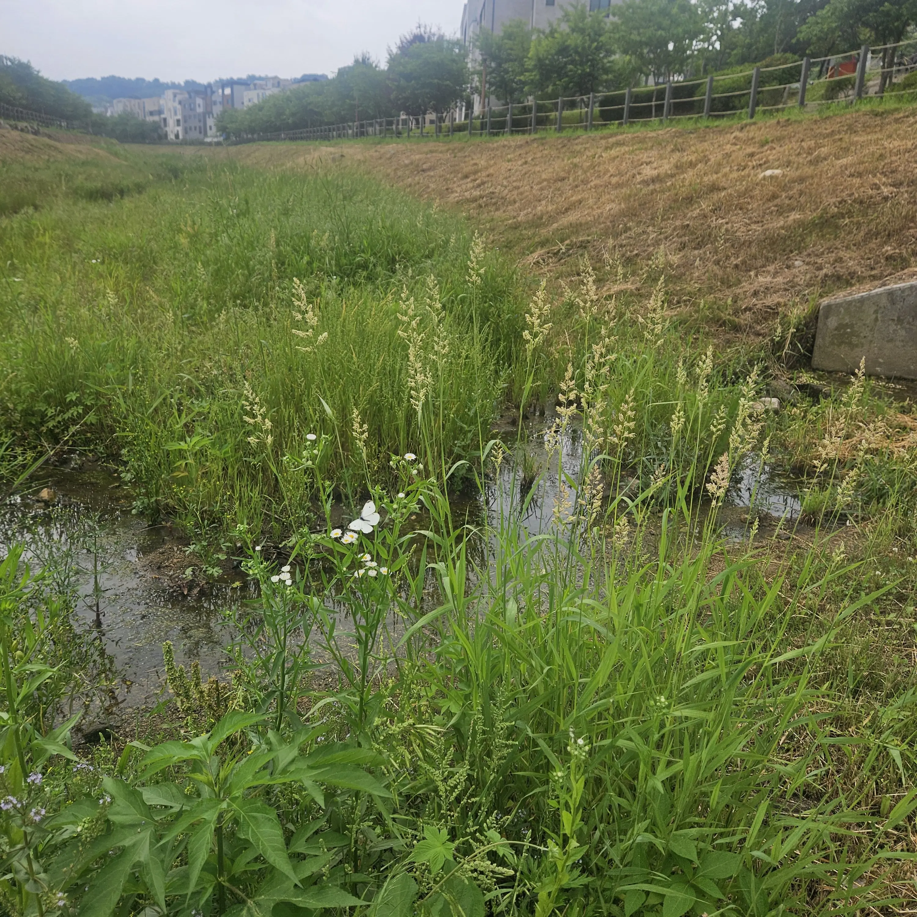 WiseVale5192의 긴급상황