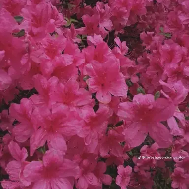 Profile image of 러브레터